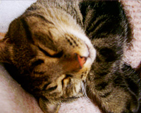 neko002.jpg 283227 35K